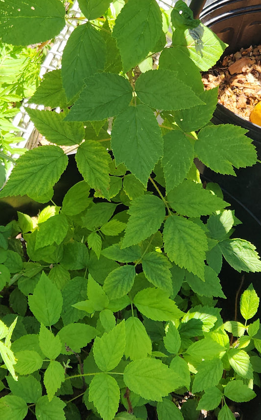 Homegrown Loose-Leaf - Small-Batch Herbal Tea