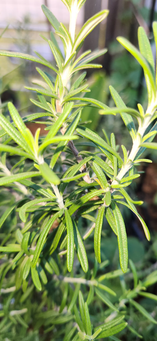 Freshly Dried Rosemary - Homegrown Small-Batch Herb