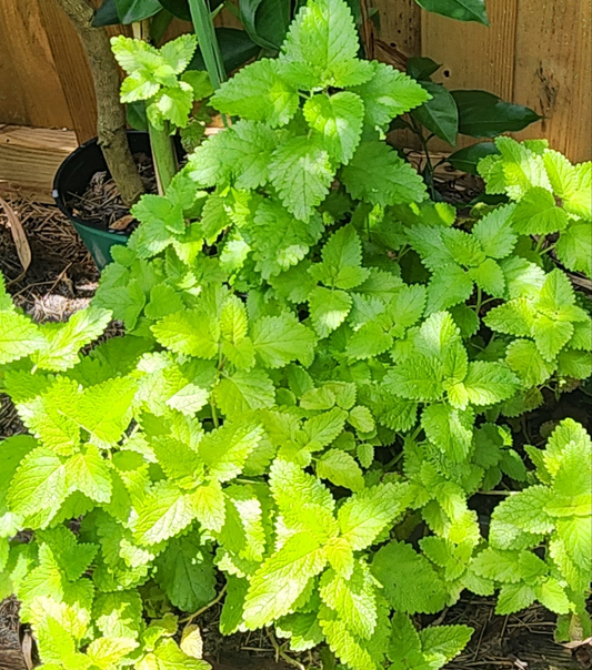 Fresh Lemon Balm Herb