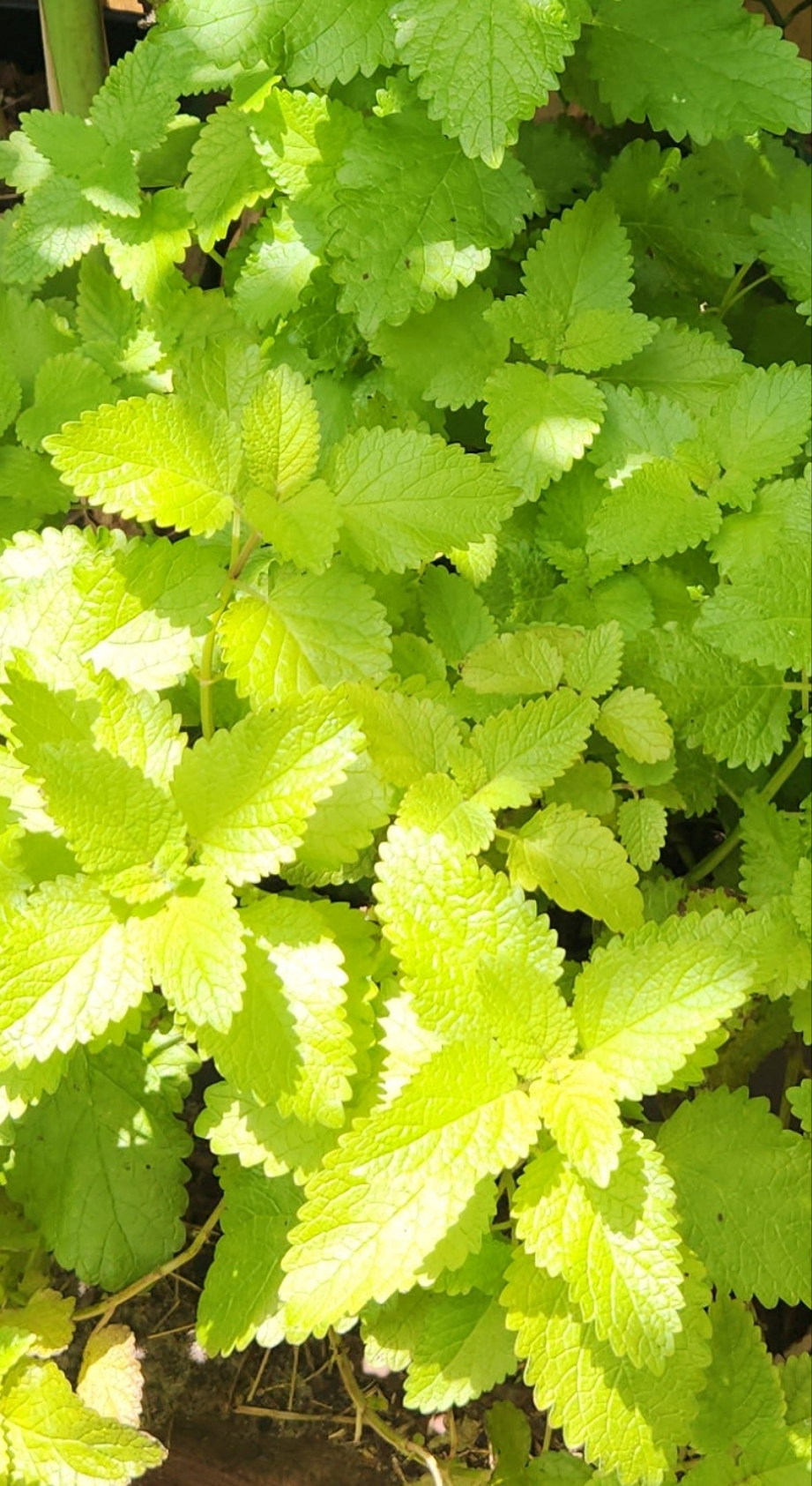 Fresh Lemon Balm Herb
