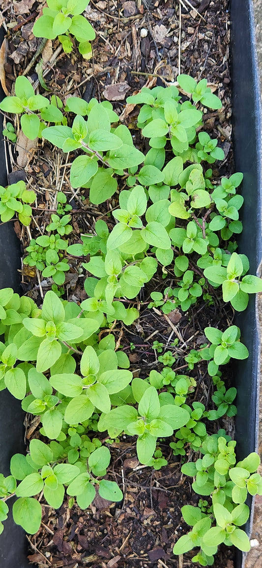 Fresh Oregano Herbs