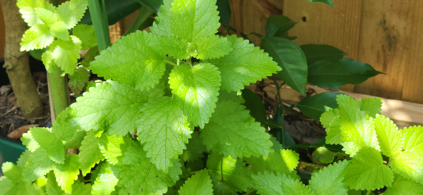 Fresh Lemon Balm Herb